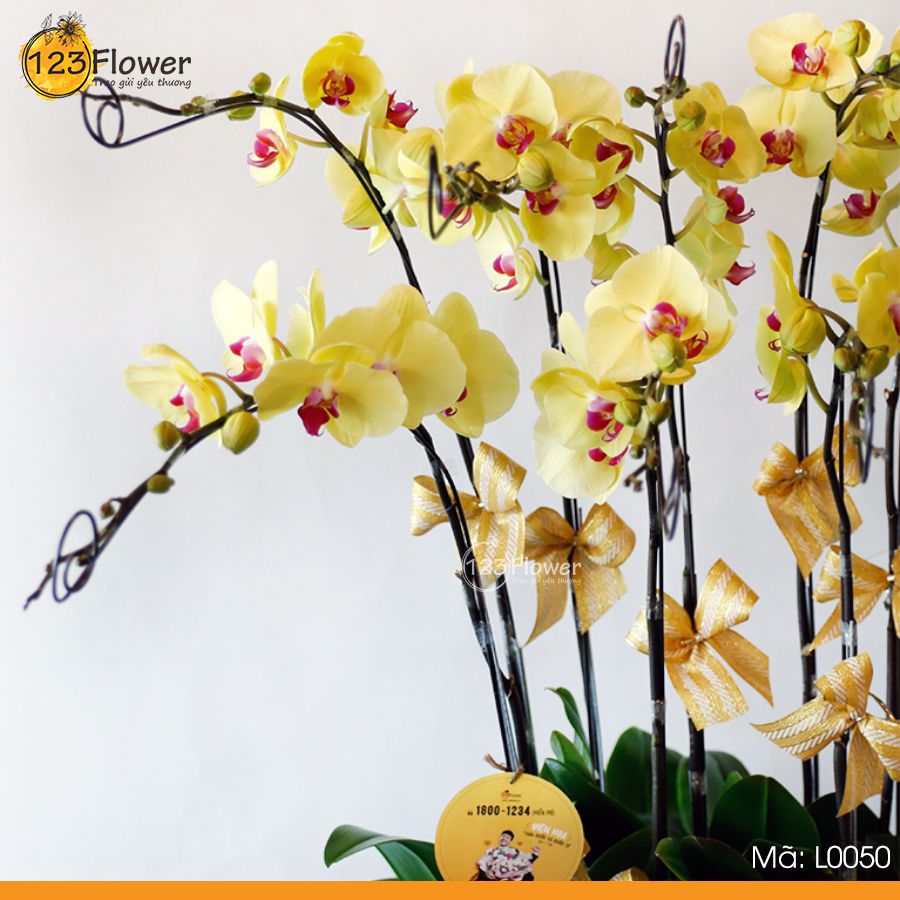 Lan Hồ Điệp 50