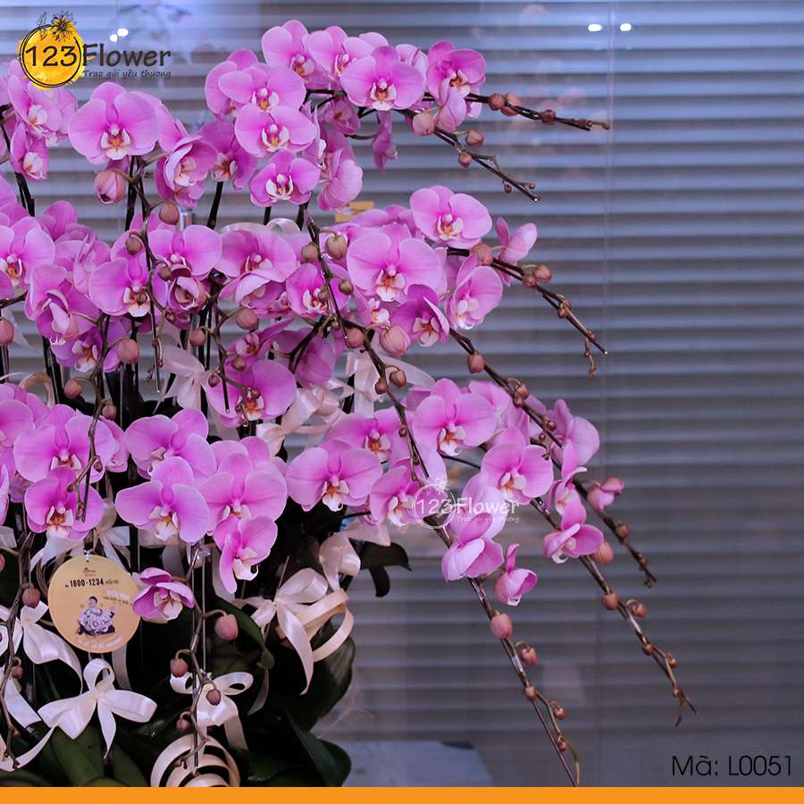 Lan Hồ Điệp 51