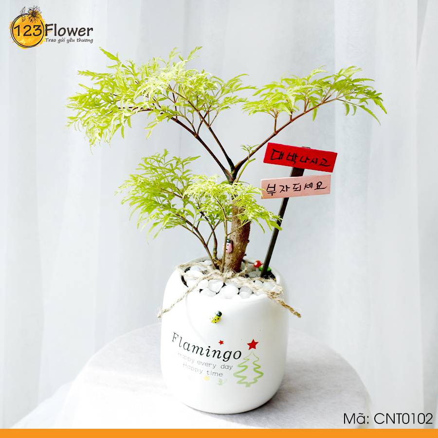 Cây Nội Thất 102