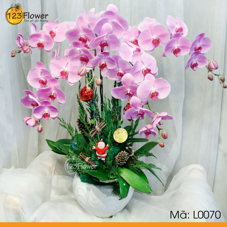 Lan Hồ Điệp 70