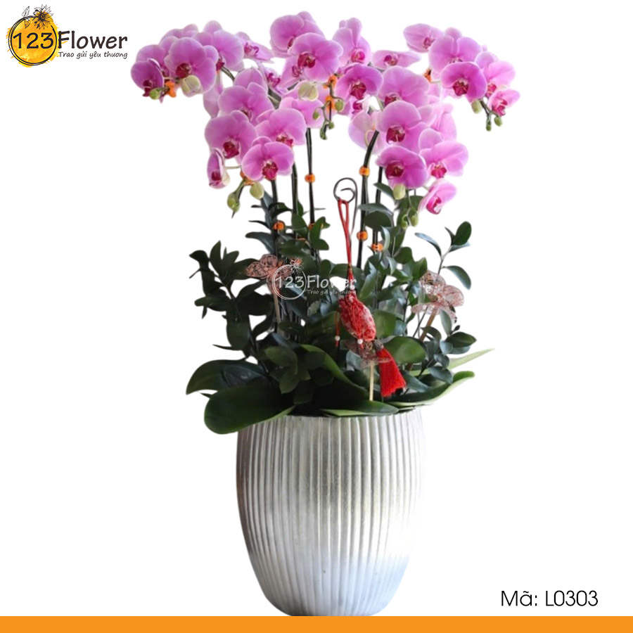 L0303 | Lan hồ điệp 303